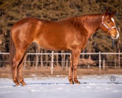 horse Time For A Big Gun (Quarter Horse, 2014)