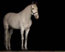 horse Aramis (Pura Raza Espanola (PRE), 2011)