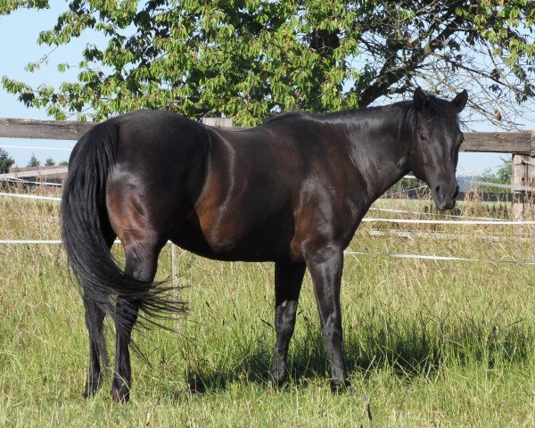 broodmare Blade Lynx Lina (Quarter Horse, 2007)