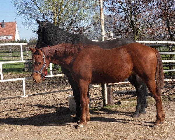 horse Tivios Red Percy (Quarter Horse, 2018)