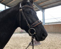 broodmare Helene Beatrix II de Cologne (Oldenburg, 2016, from Hofrat)