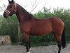 broodmare Carona (Nederlands Welsh Ridepony, 2019, from Orchard d'Avranches)