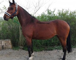 broodmare Carona (Nederlands Welsh Ridepony, 2019, from Orchard d'Avranches)