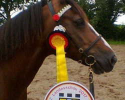 Springpferd Ponyland Santa Fee (Welsh-Cob (Sek. D), 2008, von Palatinate Rodrigo)