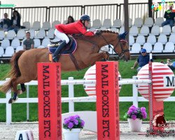 jumper Chabalou (Oldenburg show jumper, 2007, from Chacco-Blue)