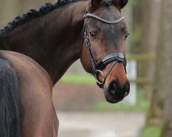 broodmare Bezaubernde Jeanie de Cologne (Oldenburg, 2012, from Belstaff)