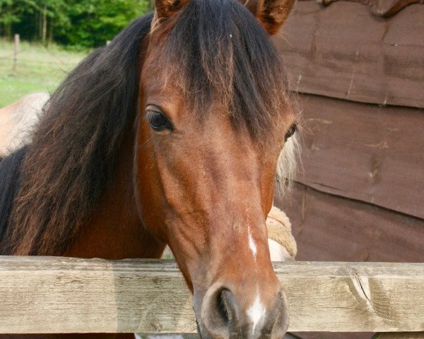 Pferd Wolf Ilunio Golden Boy van het Peerdhof (Belgisches Reitpony, 2018, von Brillant's Golden Boy)