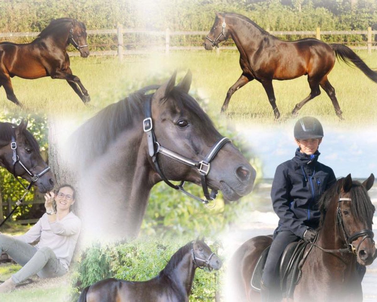 stallion Brillant's Golden Boy (German Riding Pony, 1998, from Brillant)