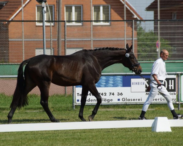 Zuchtstute Santana (Hannoveraner, 2015, von Sarotti Mocca-Sahne)