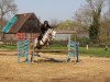 Springpferd Danny's Devil Flip (Deutsches Reitpony, 2012, von Danny Gold)