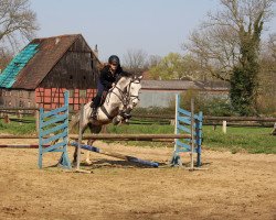 Springpferd Danny's Devil Flip (Deutsches Reitpony, 2012, von Danny Gold)