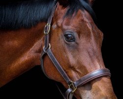 dressage horse Wicky 243 (KWPN (Royal Dutch Sporthorse), 2003, from Flemmingh)