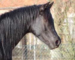 horse Black Aiden (Arabian thoroughbred,  , from Black Astir ox)