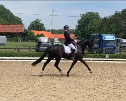 dressage horse Enzo's Everglow (Rhinelander, 2014, from Enzo Ferrari)