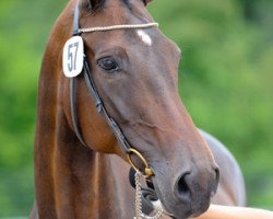 broodmare Ballerina S (Hanoverian, 1996, from Brentano II)