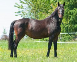 broodmare Vera 7 (Belgian Warmblood, 1998, from Nonstop)