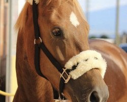 Springpferd Nelly du Bosquet CH (Freiberger, 2009, von Nocturne des Champs)