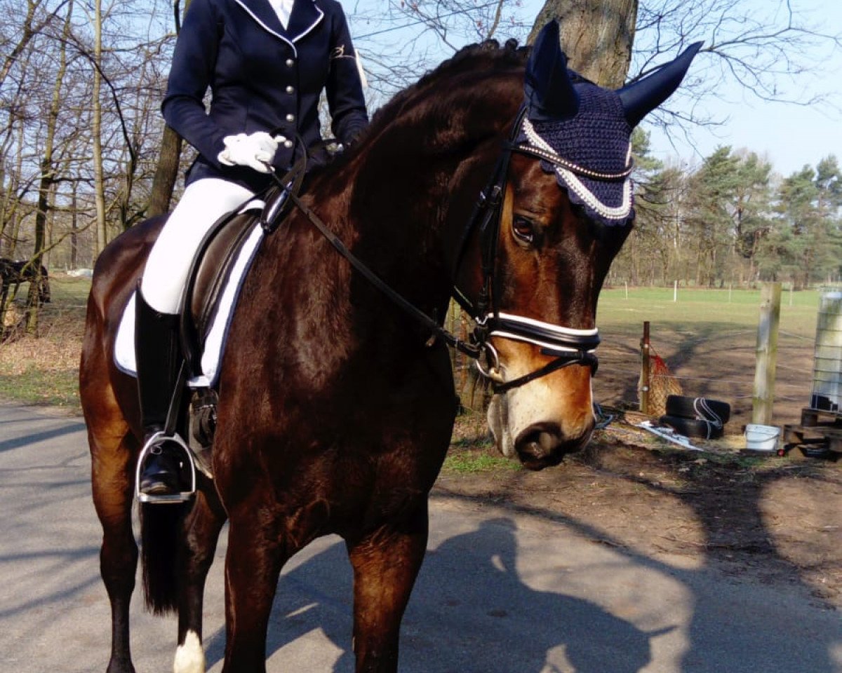 dressage horse Richmond Hill 2 (Westphalian, 2011, from Riccio)