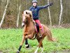 Deckhengst Kastanienhof Crimson Gold 2 (Deutsches Reitpony, 2014, von Kastanienhof Cockney Cracker)