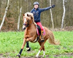 stallion Kastanienhof Crimson Gold 2 (German Riding Pony, 2014, from Kastanienhof Cockney Cracker)