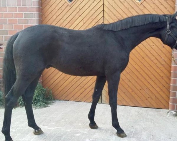 dressage horse Millennium's Magnum (Oldenburg, 2016, from E.H. Millennium)