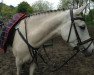 broodmare Dhana 18 (German Riding Pony, 2000, from FS Don't Worry)