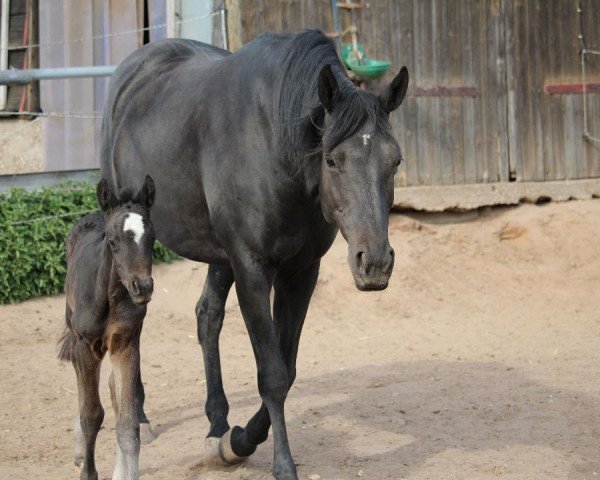 jumper Abendrose (Trakehner, 2019, from Donauabend)