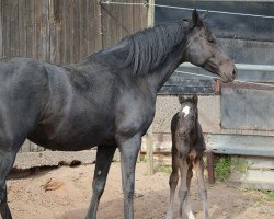 broodmare Another Folly's Bergflocke (Trakehner,  , from Hibiskus)