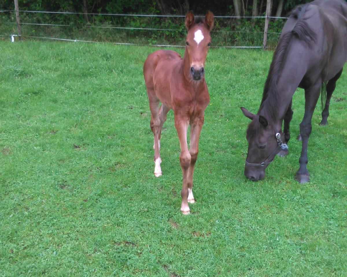 broodmare Donatella c (Belgian Warmblood, 2003, from Burggraaf)