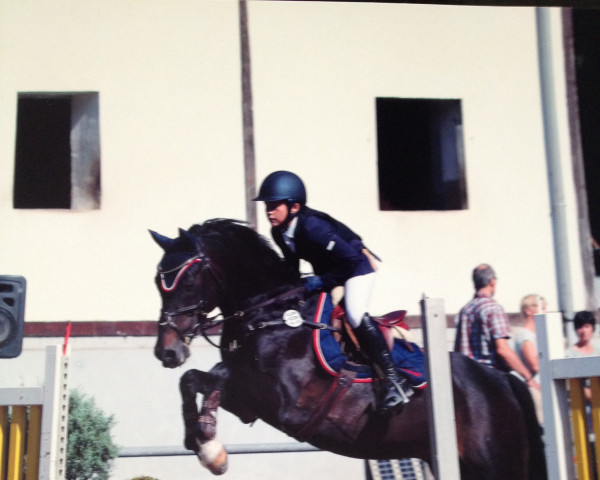 stallion Ballentines (German Riding Pony, 1994, from Boss)