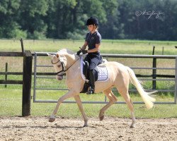 Zuchtstute Donna Cara (Deutsches Reitpony, 2016, von Der Classicer)