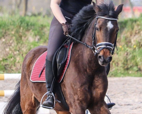 jumper Hägrid (German Riding Pony, 2006)
