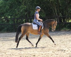 broodmare Glitzerperle (German Riding Pony, 2016, from Golden Atreju)