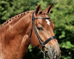 jumper London S Contoet PS (Oldenburg show jumper, 2015, from London)