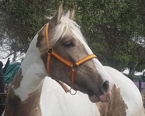 Pferd Rafaelo de Finca Barroco (Barockpinto, 2016, von Niko II)