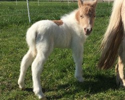 Zuchtstute Dorosalas Lotti (Shetland Pony (unter 87 cm), 2019, von Niceman of Catchpool)