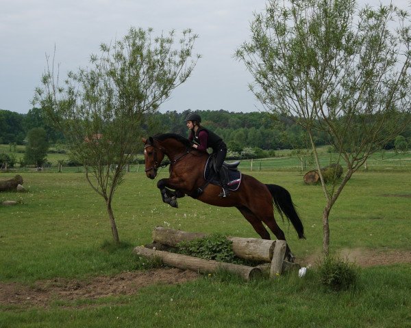 jumper Flying Pleasure 4 (Hanoverian, 2007, from For Edition)