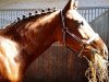 dressage horse Nix Da (German Riding Pony, 2011, from Nemax)