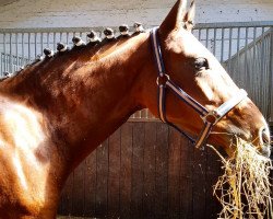 dressage horse Nix Da (German Riding Pony, 2011, from Nemax)