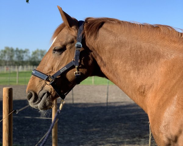 dressage horse Ramzes (Latvian Warmblood, 2004, from Rektors)