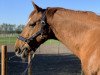 dressage horse Ramzes (Latvian Warmblood, 2004, from Rektors)