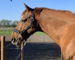 Dressurpferd Ramzes (Lettisches Warmblut, 2004, von Rektors)