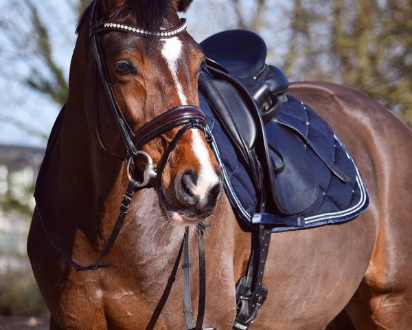 dressage horse Confranco (Oldenburg show jumper, 2008, from Contendro I)