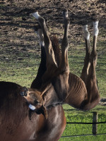 broodmare La Lionne NOW (Oldenburg, 2019, from Zoom)