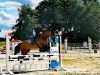 jumper Golden Beach Boy (German Riding Pony, 2012, from Golden Rock)