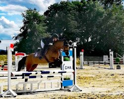 jumper Golden Beach Boy (German Riding Pony, 2012, from Golden Rock)