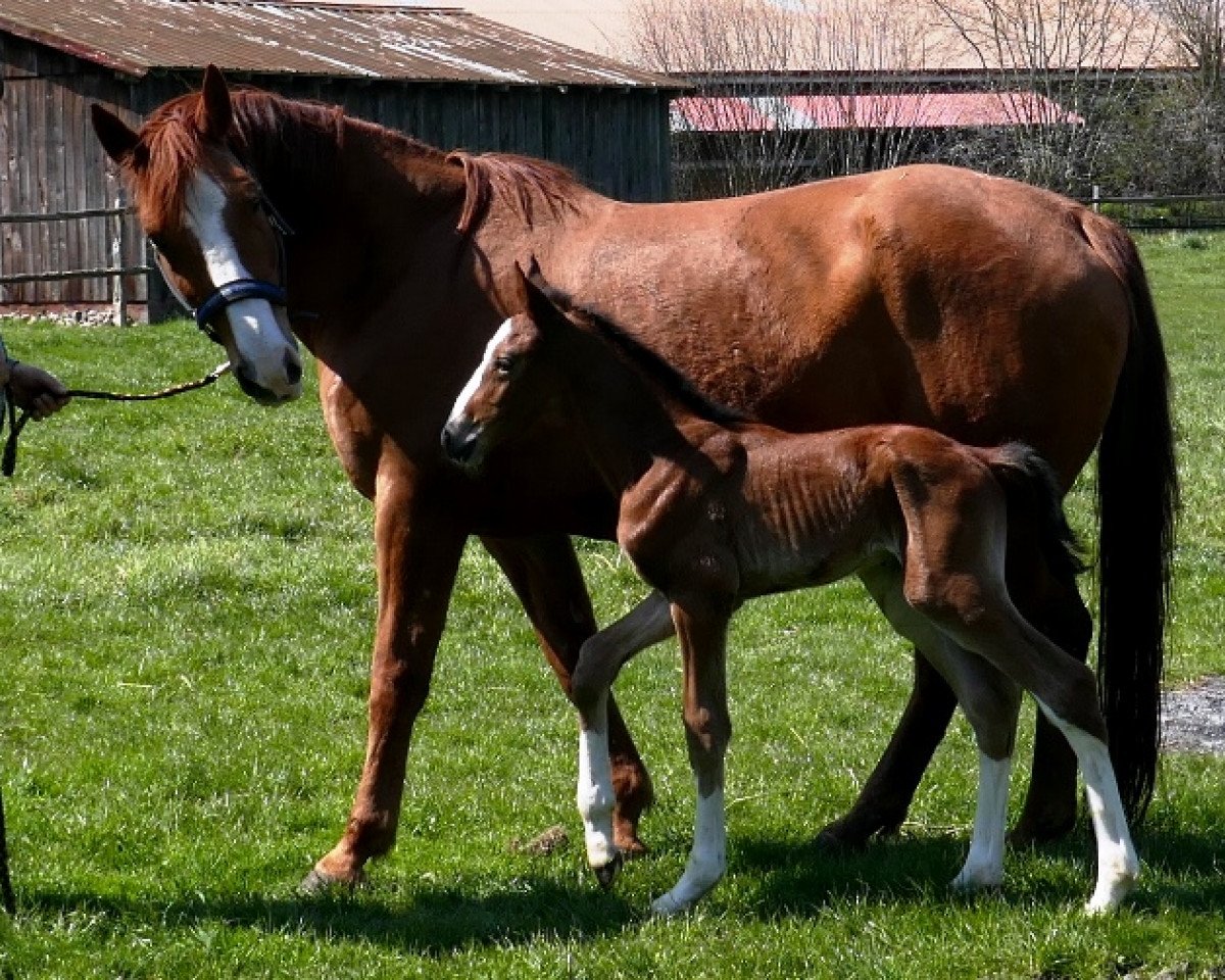 jumper Trouble D (Hanoverian, 2019, from Toulon)