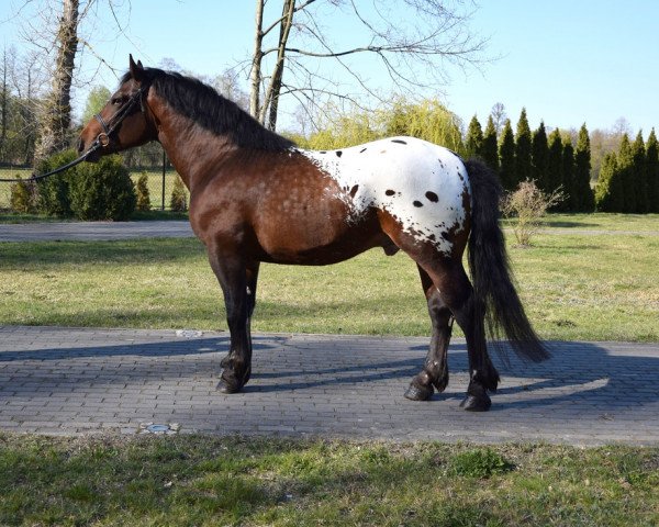 Pferd Tuscon (Polnisches Kaltblut, 2016)