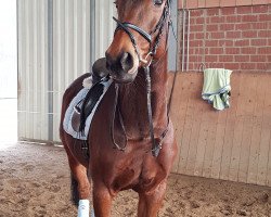 dressage horse Salome 228 (Hanoverian, 1999, from Sir Schölling)