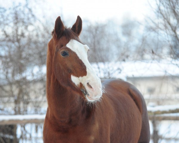 Springpferd Mister Bean (KWPN (Niederländisches Warmblut), 1998, von Lancelot)